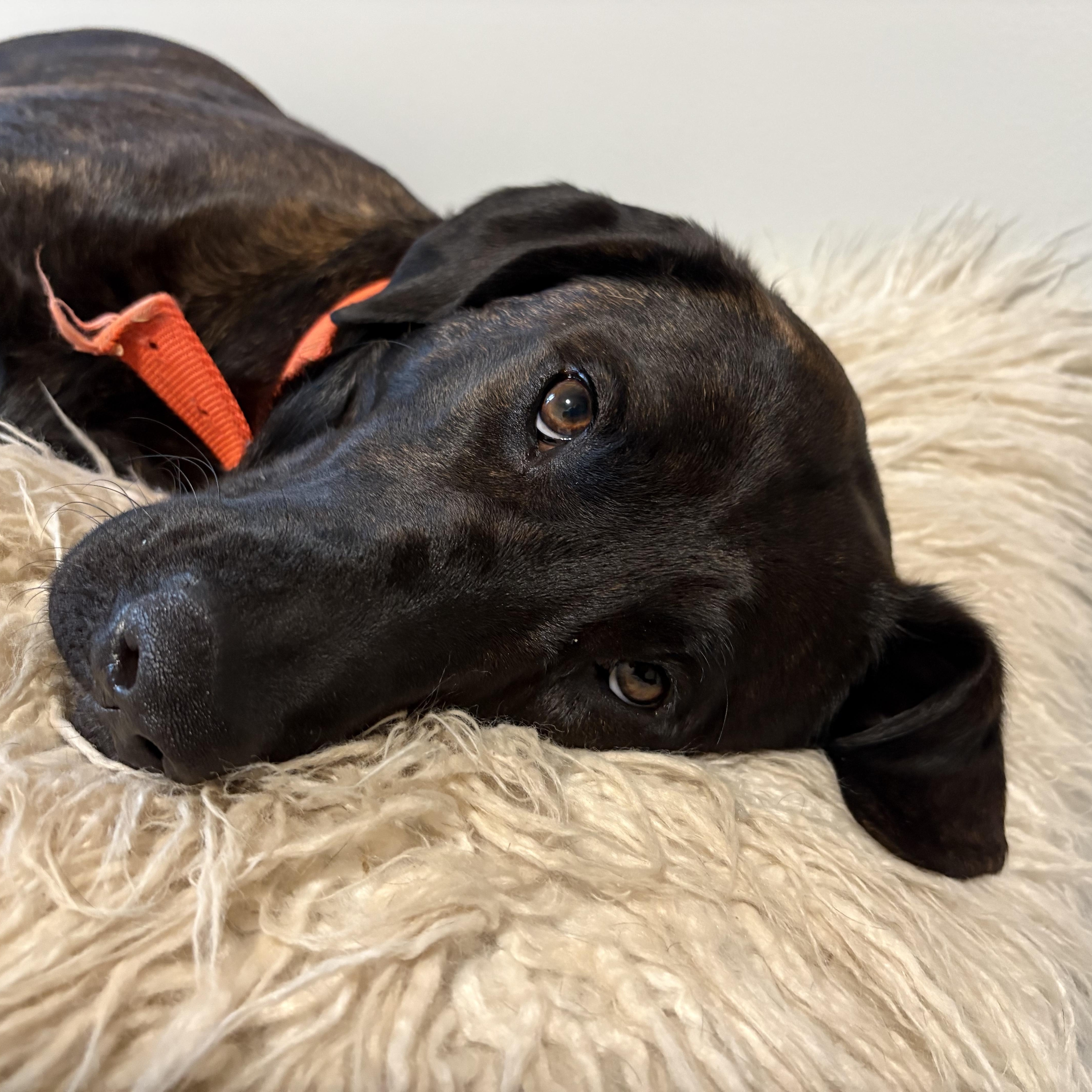 Birdie, ADOPTABLE, Young Female Mountain Cur & Labrador Retriever.