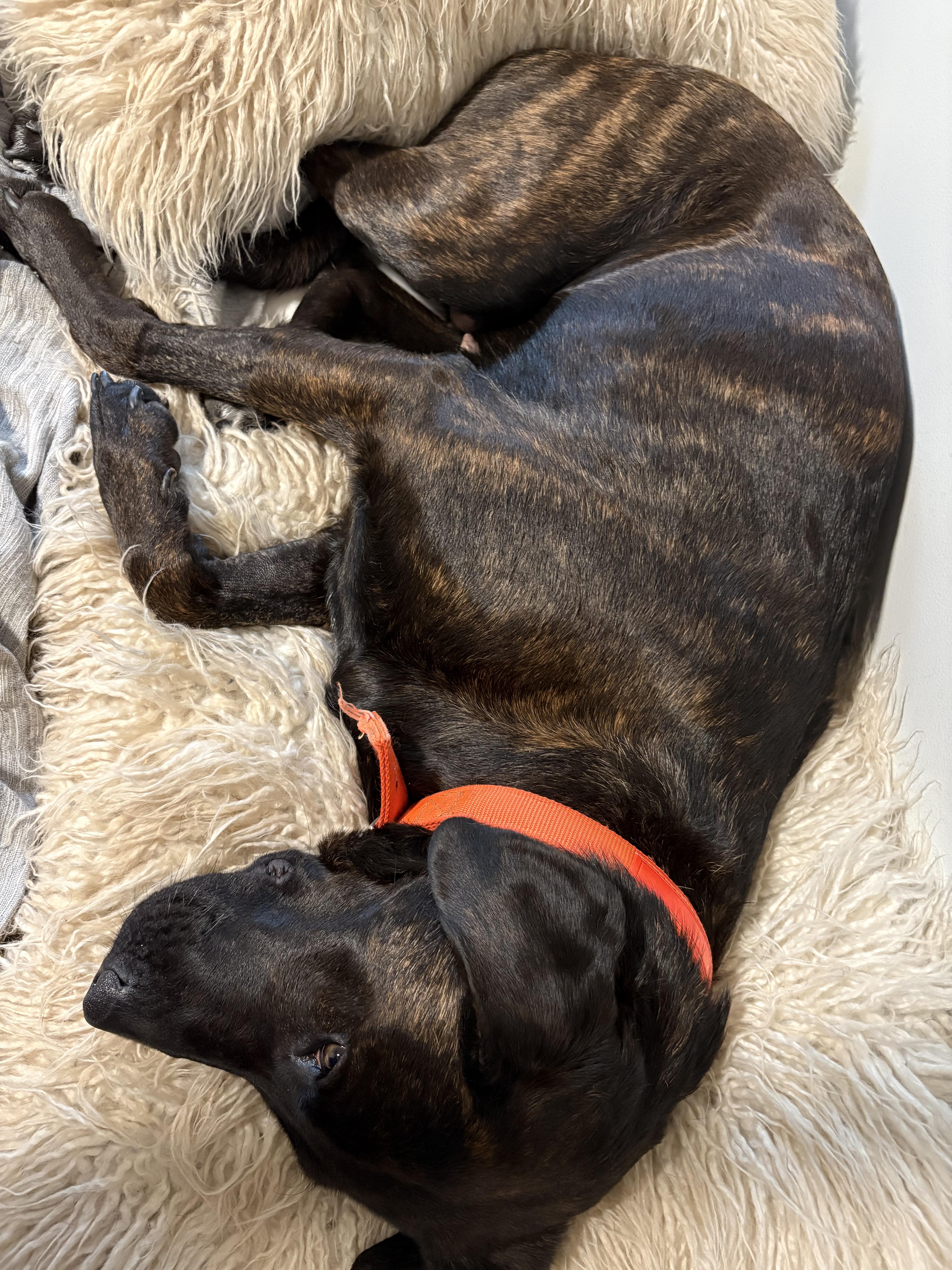 Enlarge Birdie, a ADOPTABLE mixed breed in Spring Hill, TN image 6/6