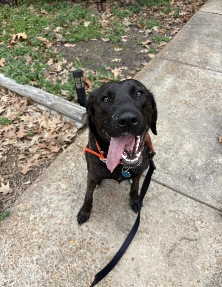 Enlarge Birdie, a ADOPTABLE mixed breed in Spring Hill, TN image 2/6