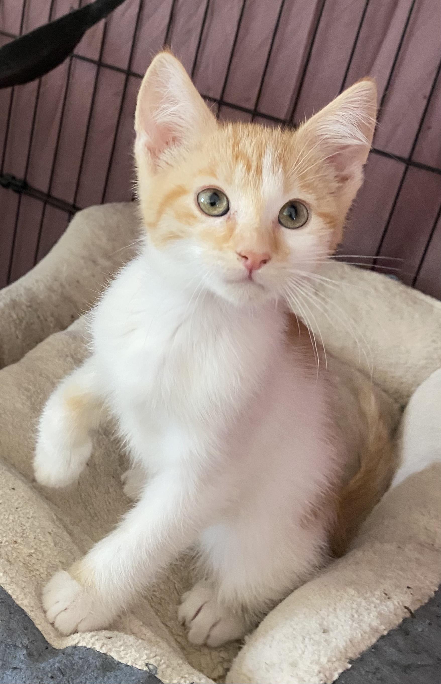 Potsie, an adoptable Domestic Short Hair in Gardnerville, NV, 89410 | Photo Image 1