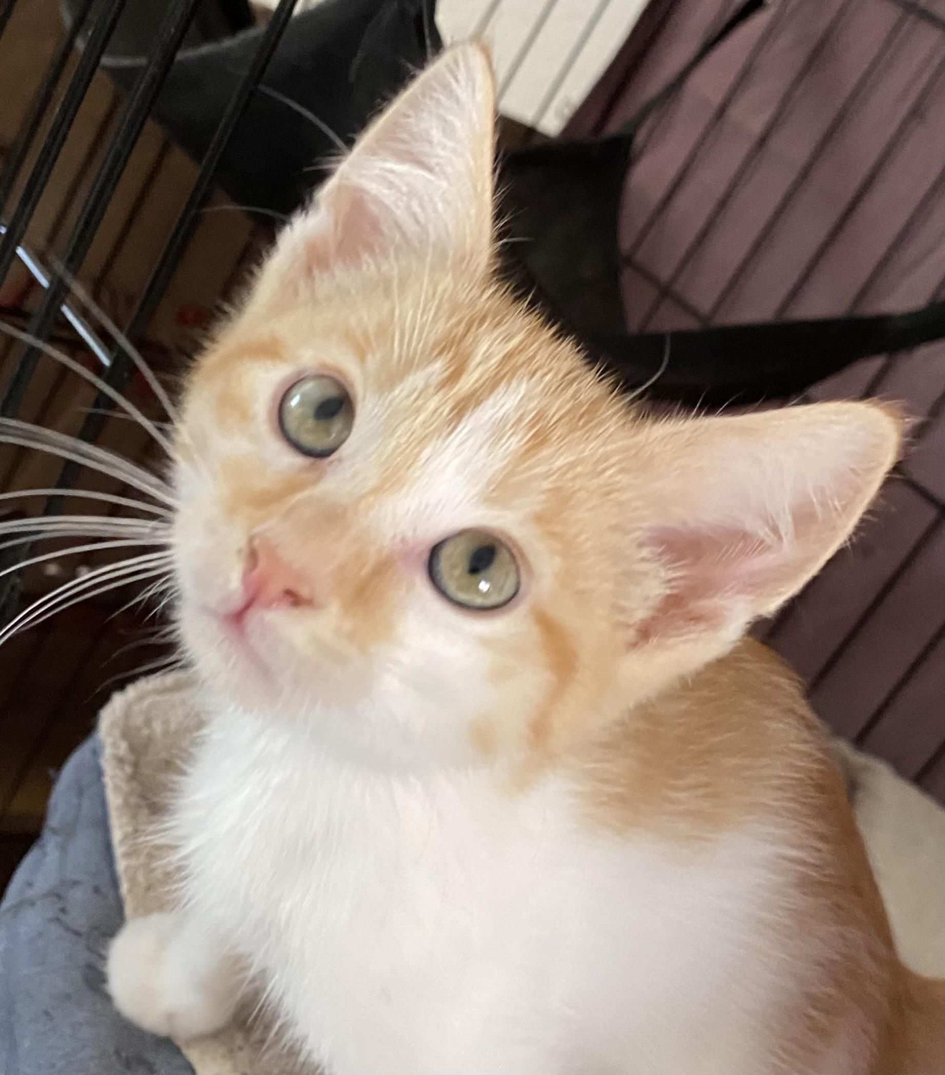 Potsie, an adoptable Domestic Short Hair in Gardnerville, NV, 89410 | Photo Image 2