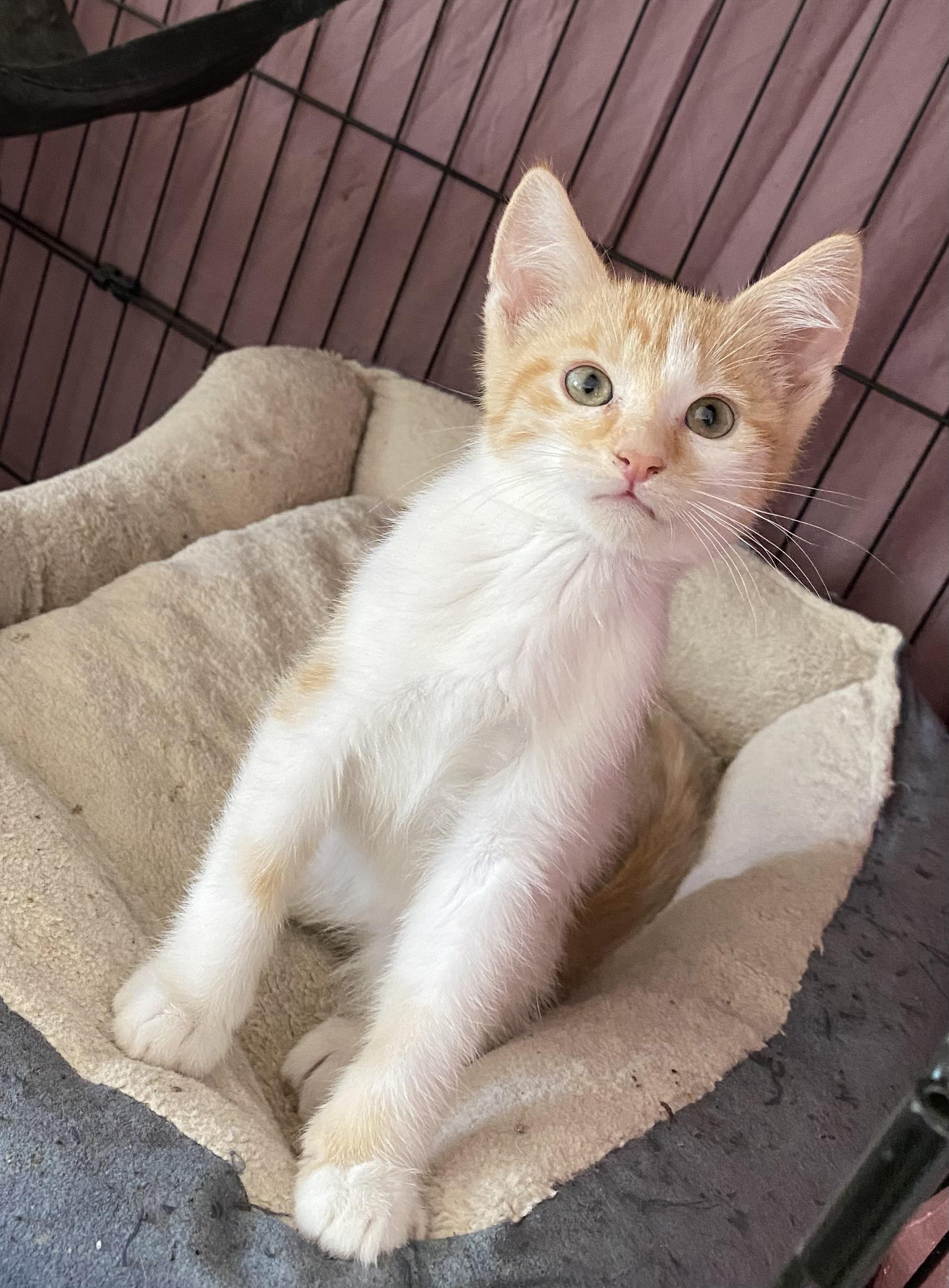 Potsie, an adoptable Domestic Short Hair in Gardnerville, NV, 89410 | Photo Image 4