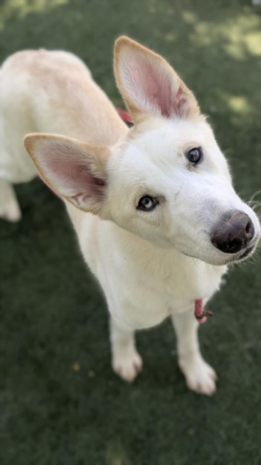 Enlarge LUNA, a Adoptable Carolina Dog in Chatsworth, CA image 1/1