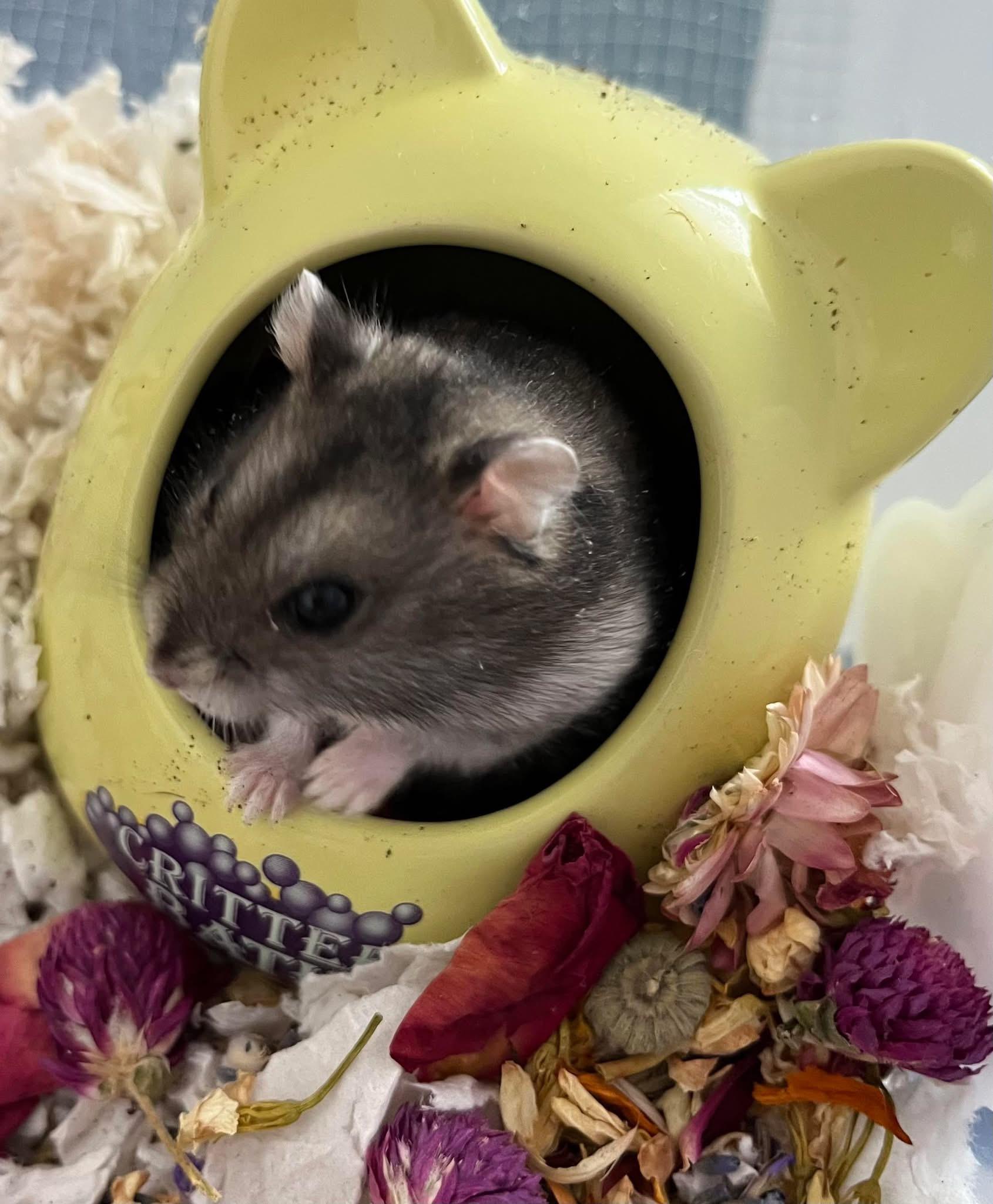 Enlarge Mouse, a ADOPTABLE Dwarf Hamster in Eugene, OR image 2/2