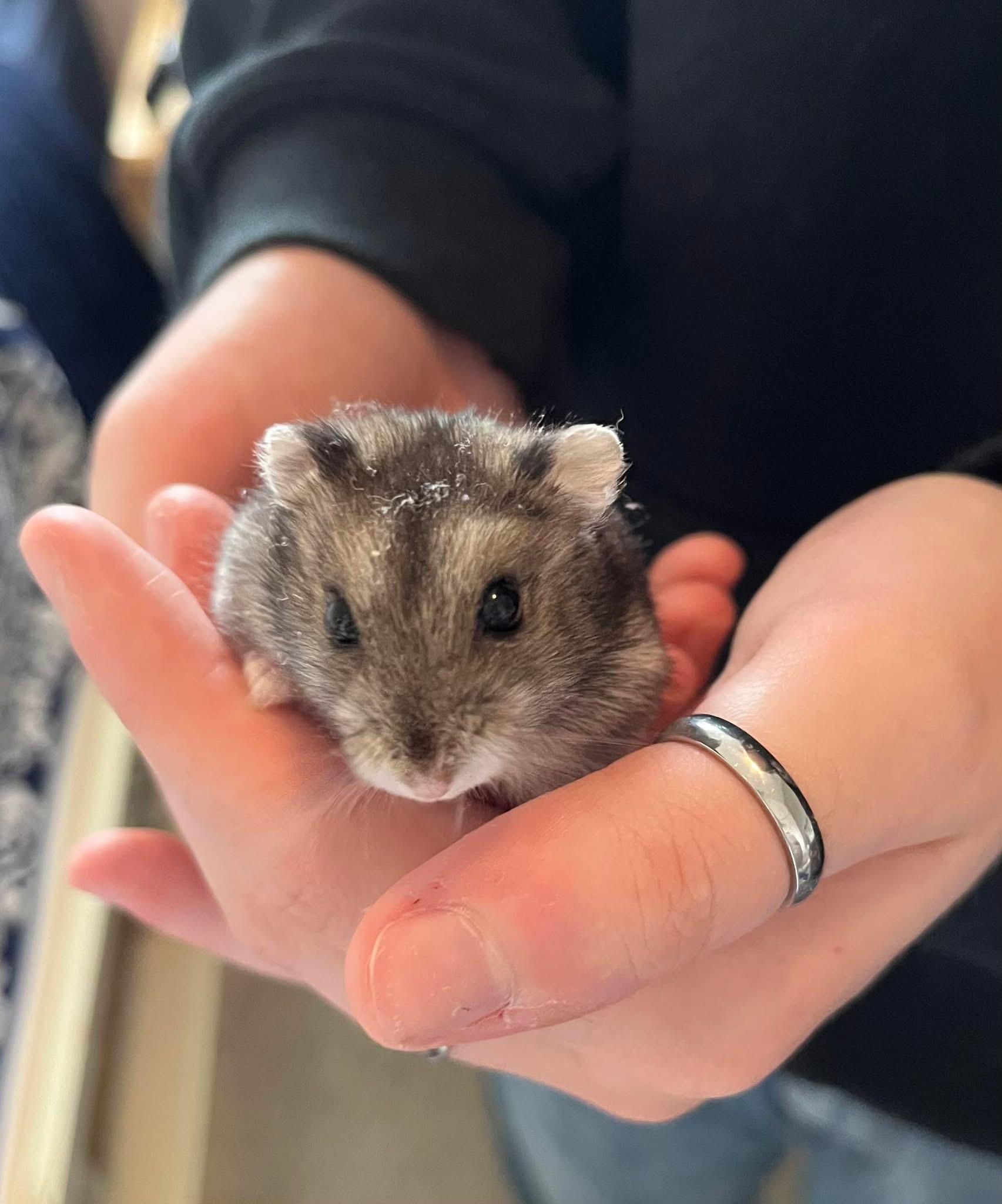 Enlarge Mouse, a ADOPTABLE Dwarf Hamster in Eugene, OR image 1/2