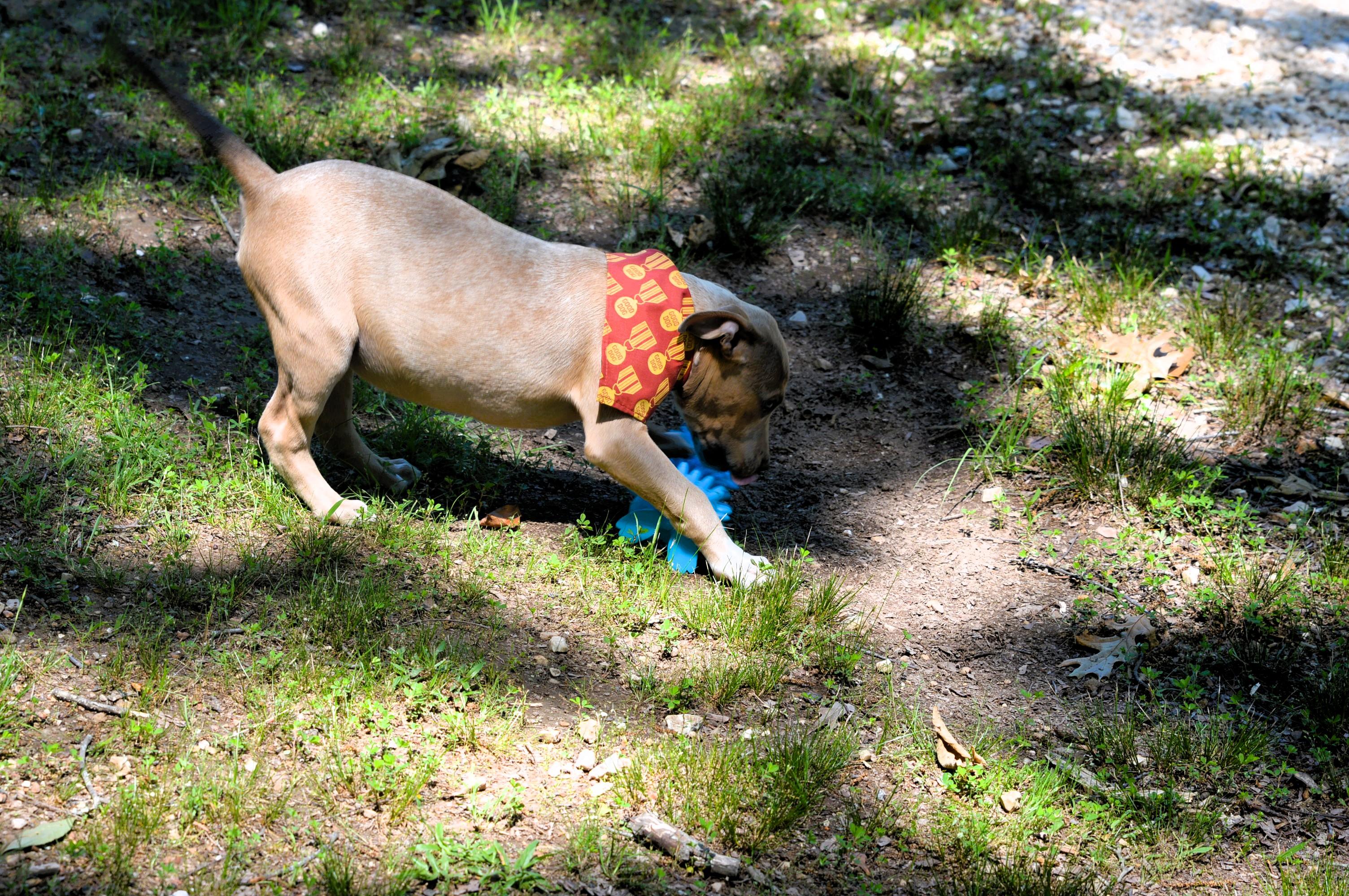 Handsome Batman, an adopted mixed breed in Cumberland, RI image 5/6