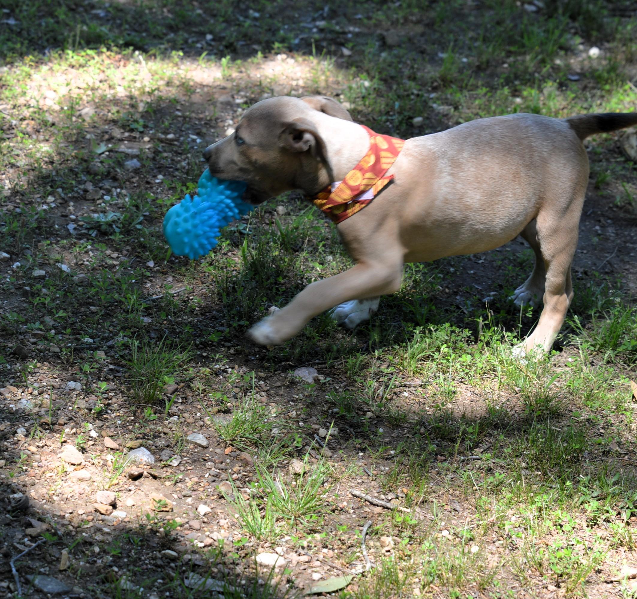 Handsome Batman, an adopted mixed breed in Cumberland, RI image 4/6