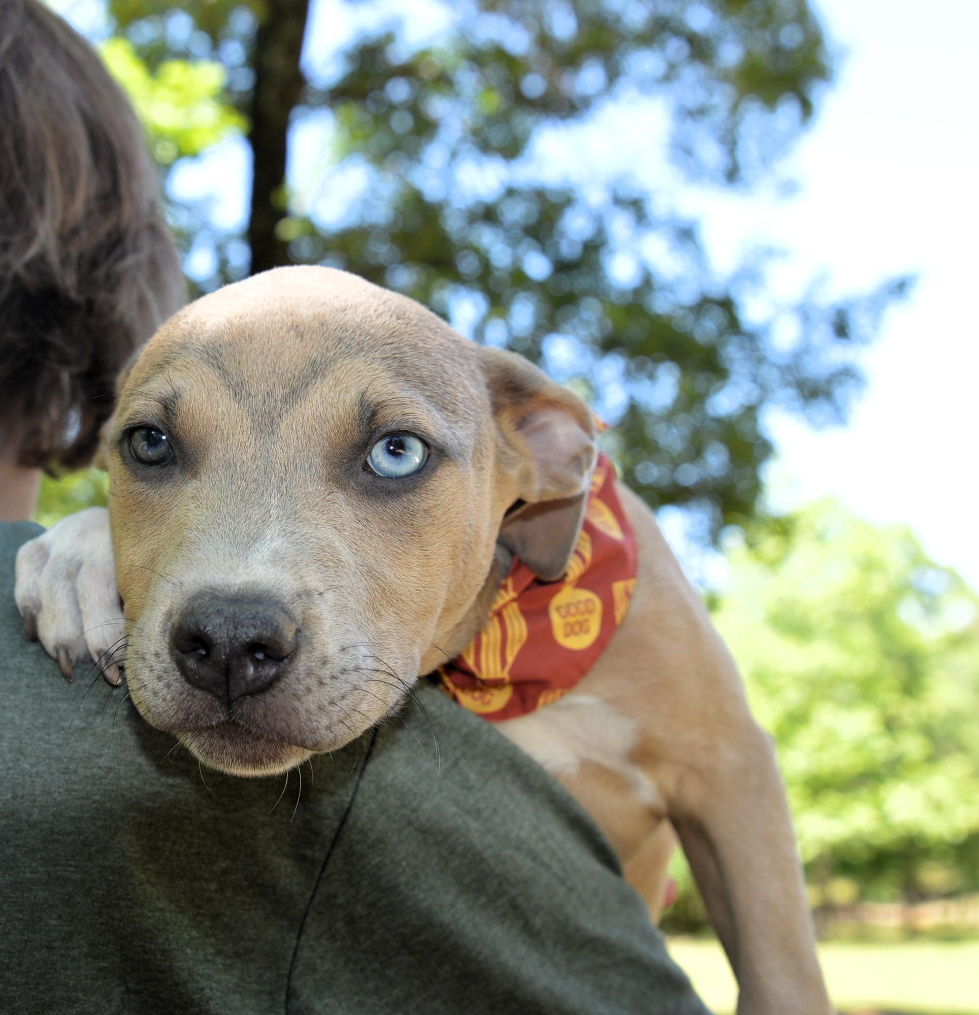 Handsome Batman, adopted, Puppy Male Retriever & Terrier.