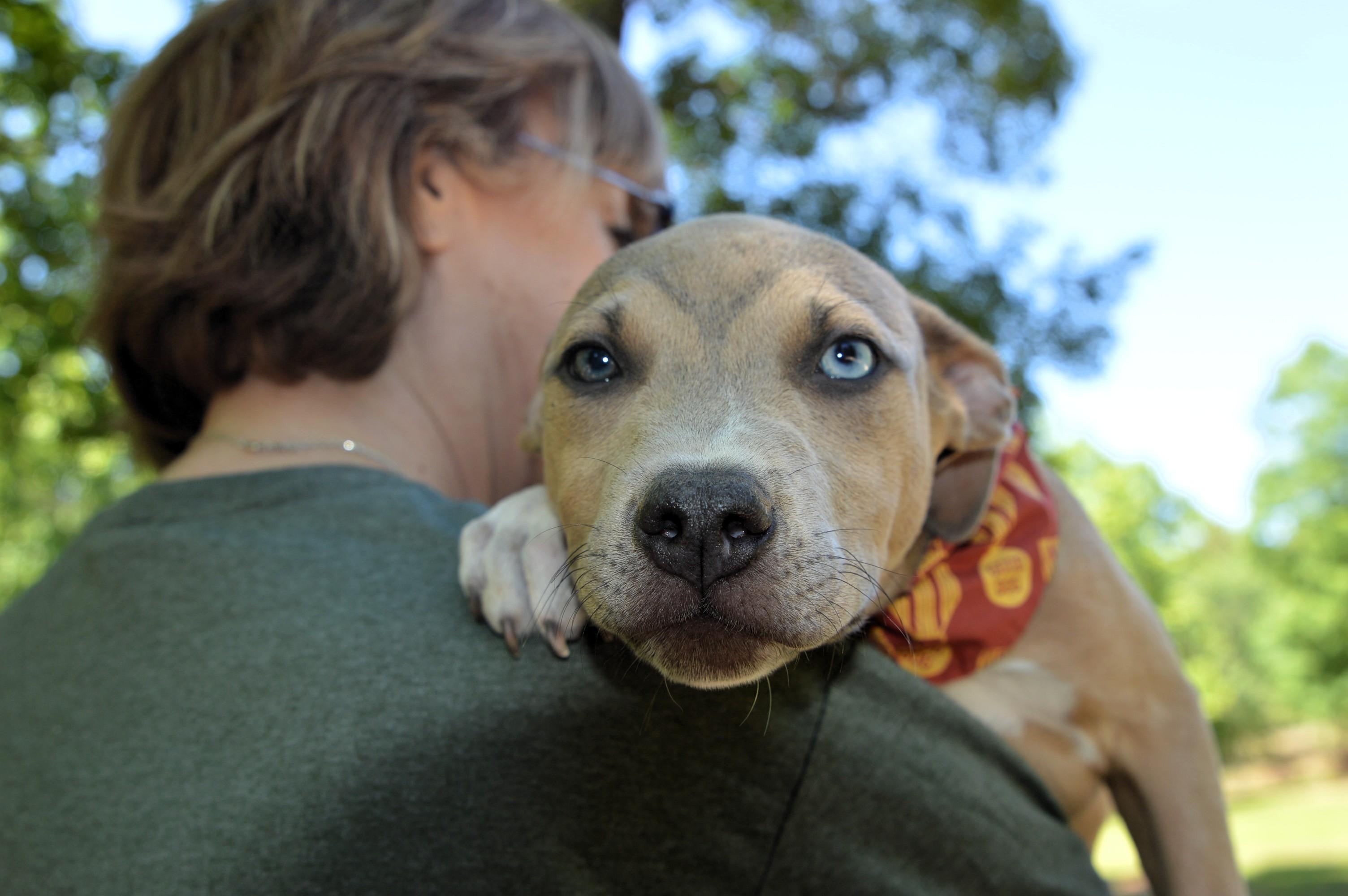Handsome Batman, an adopted mixed breed in Cumberland, RI image 2/6