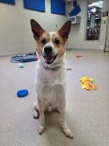 Bronco, ADOPTABLE, Adult Male Mixed Breed.