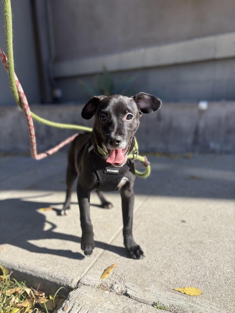 Halo #2459, Adoptable, Puppy Female Labrador Retriever & Italian Greyhound.