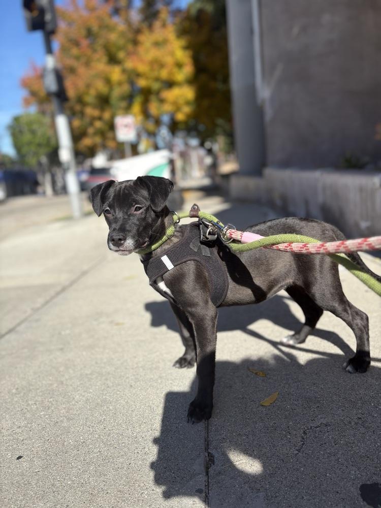 Enlarge Halo #2459, a Adoptable mixed breed in Studio City, CA image 2/5