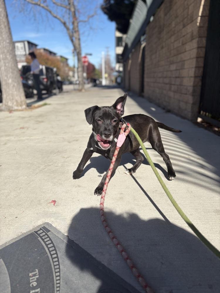Enlarge Halo #2459, a Adoptable mixed breed in Studio City, CA image 3/5