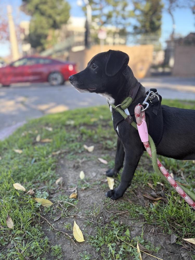 Enlarge Halo #2459, a Adoptable mixed breed in Studio City, CA image 4/5