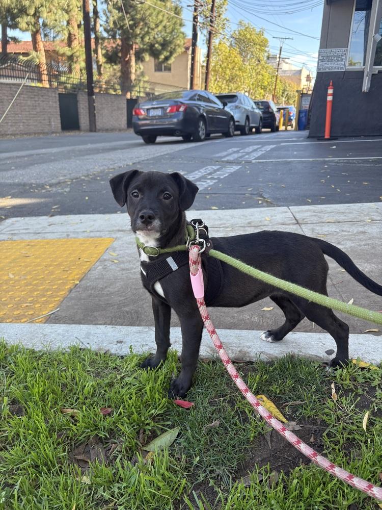 Enlarge Halo #2459, a Adoptable mixed breed in Studio City, CA image 5/5