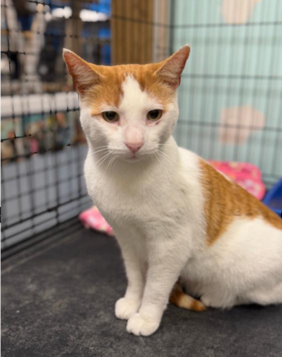 Tarzan, adopted, Adult Male Domestic Short Hair.