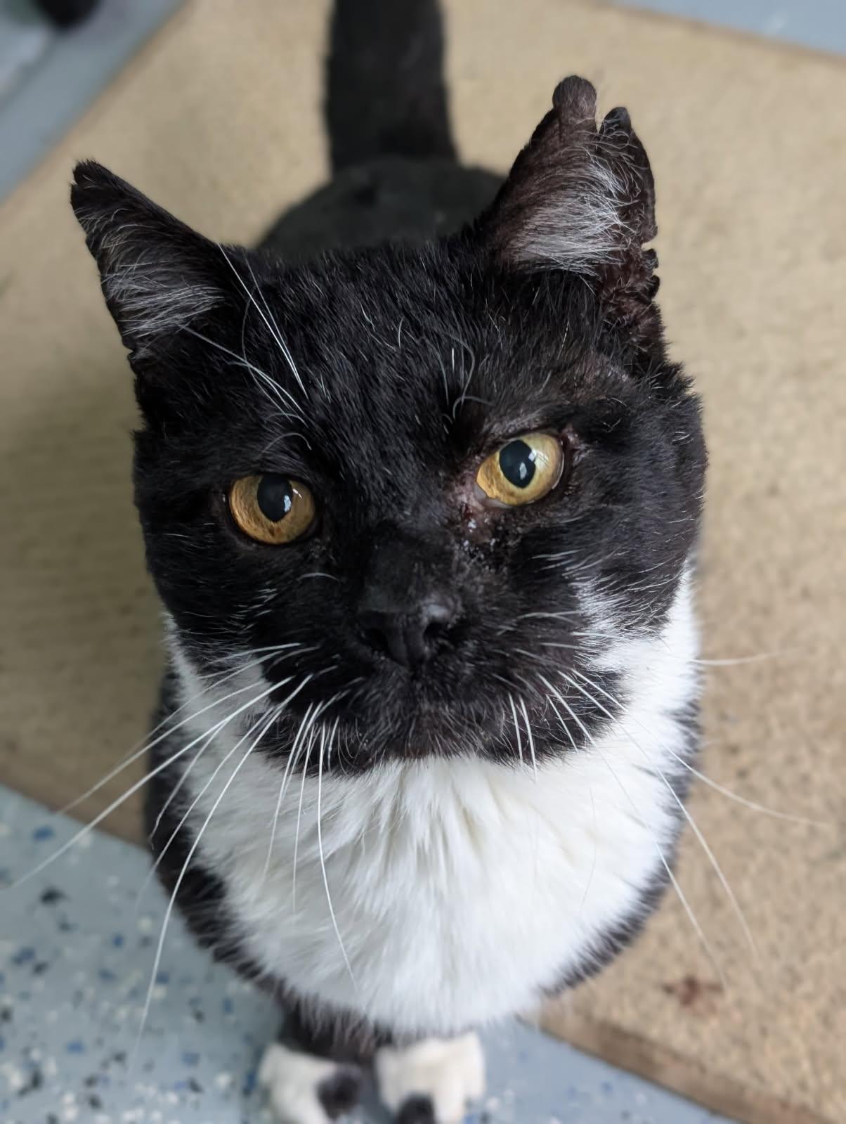 Butters, Senior Male Domestic Short Hair