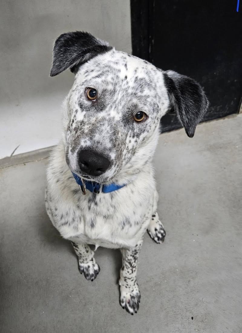 Axe, Adoptable, Young Male Dalmatian & Cattle Dog.