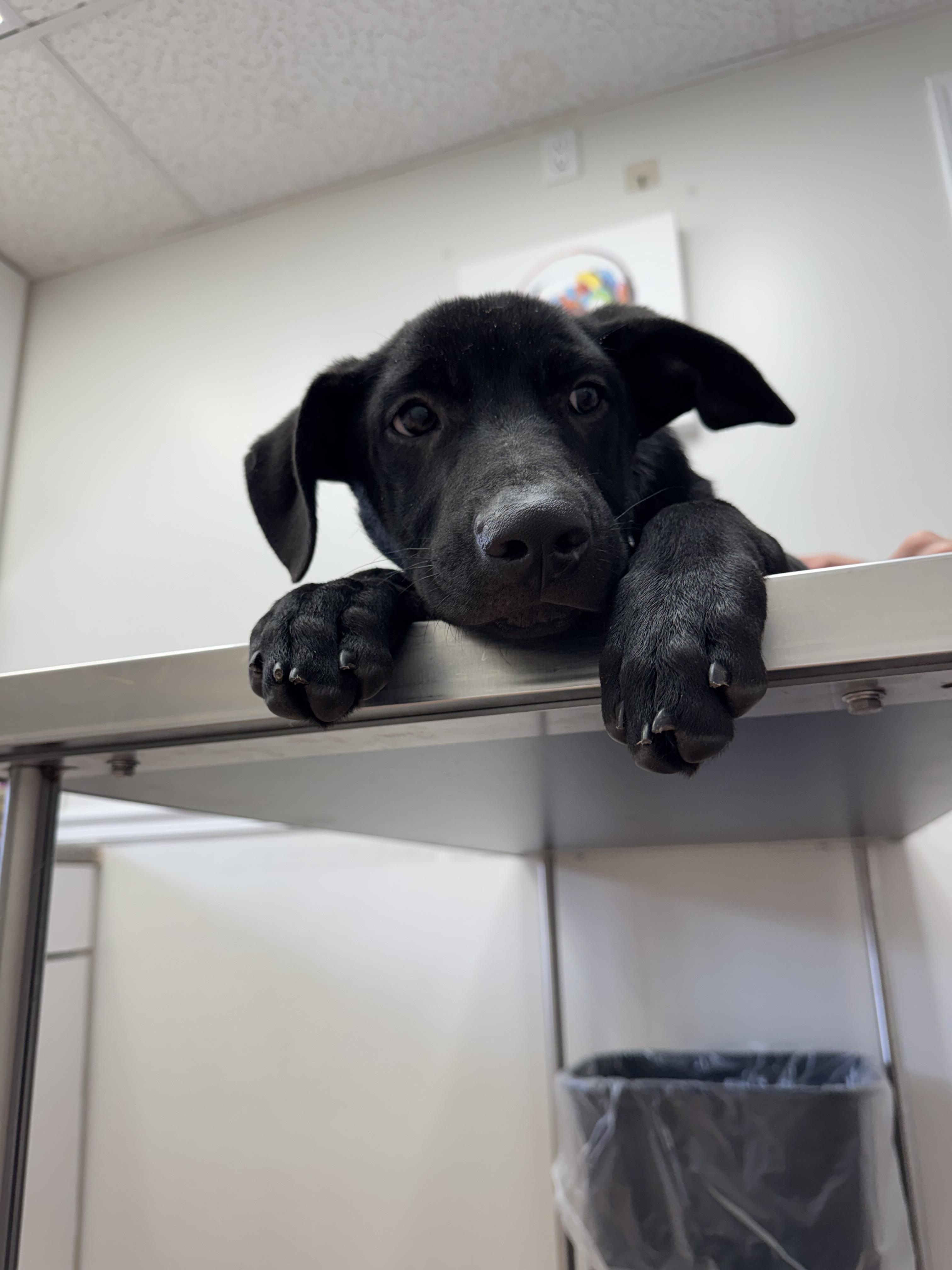 Teal Male, an adopted mixed breed in New Rochelle, NY image 3/3