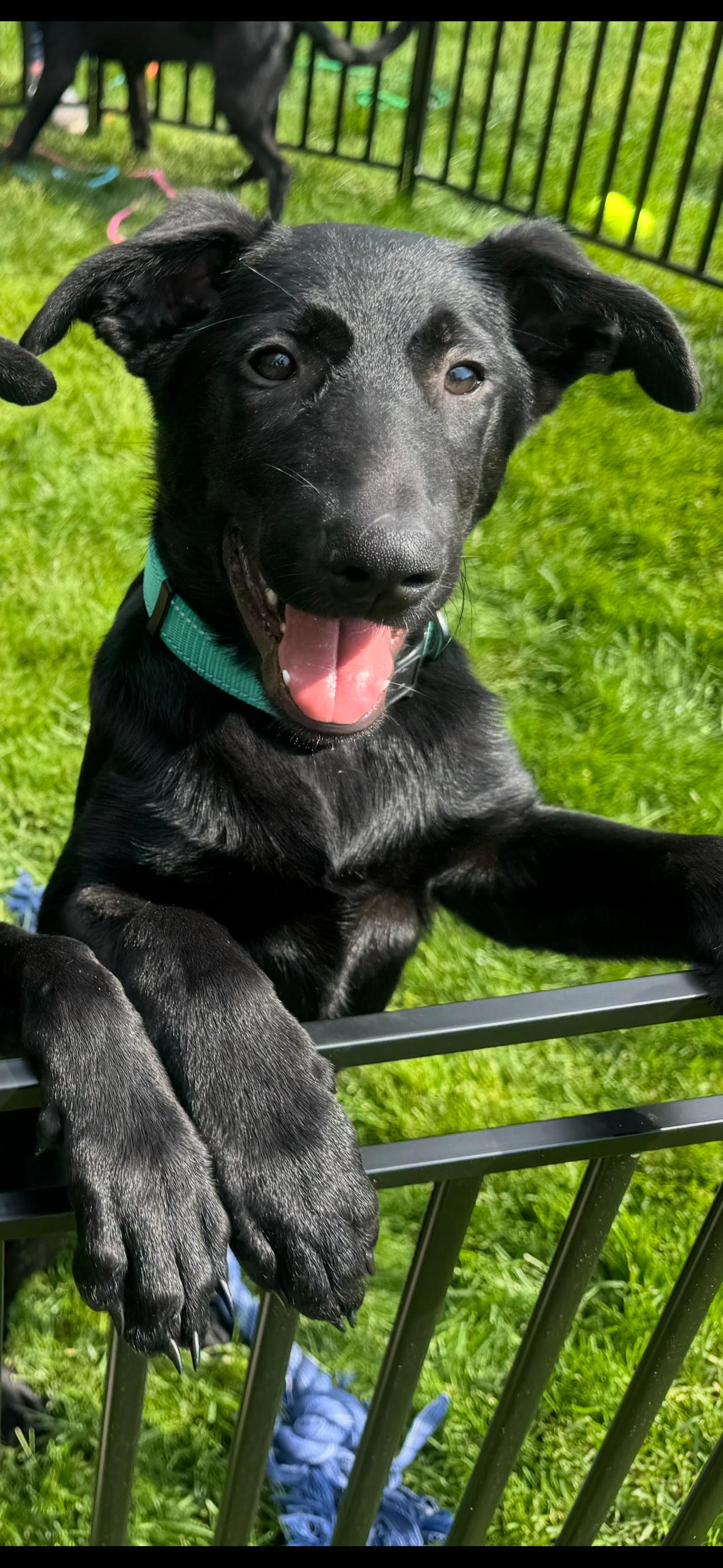 Teal Male, adopted, Puppy Male German Shepherd Dog.