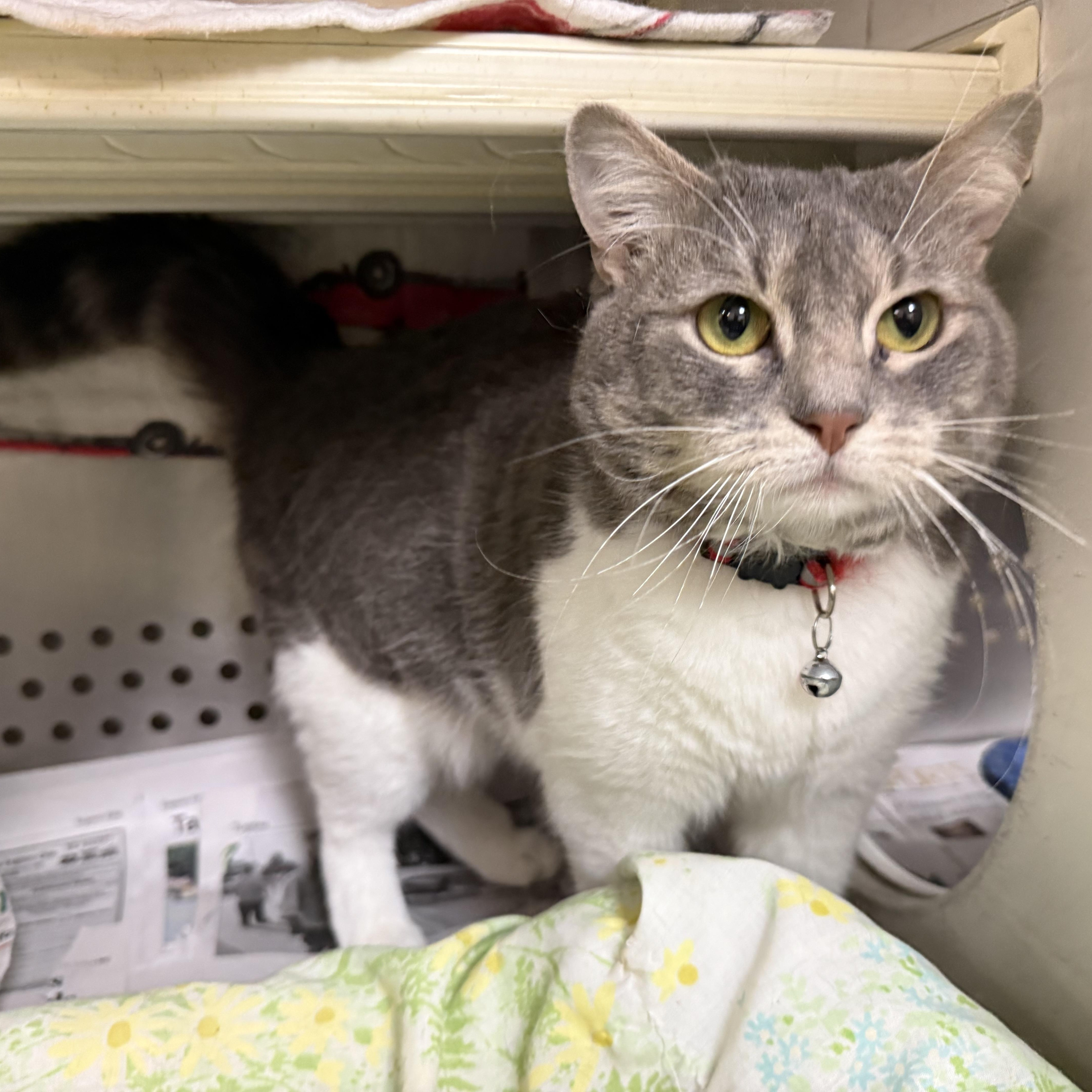 Enlarge Maxine, a Adoptable Domestic Short Hair in Latrobe, PA image 2/2