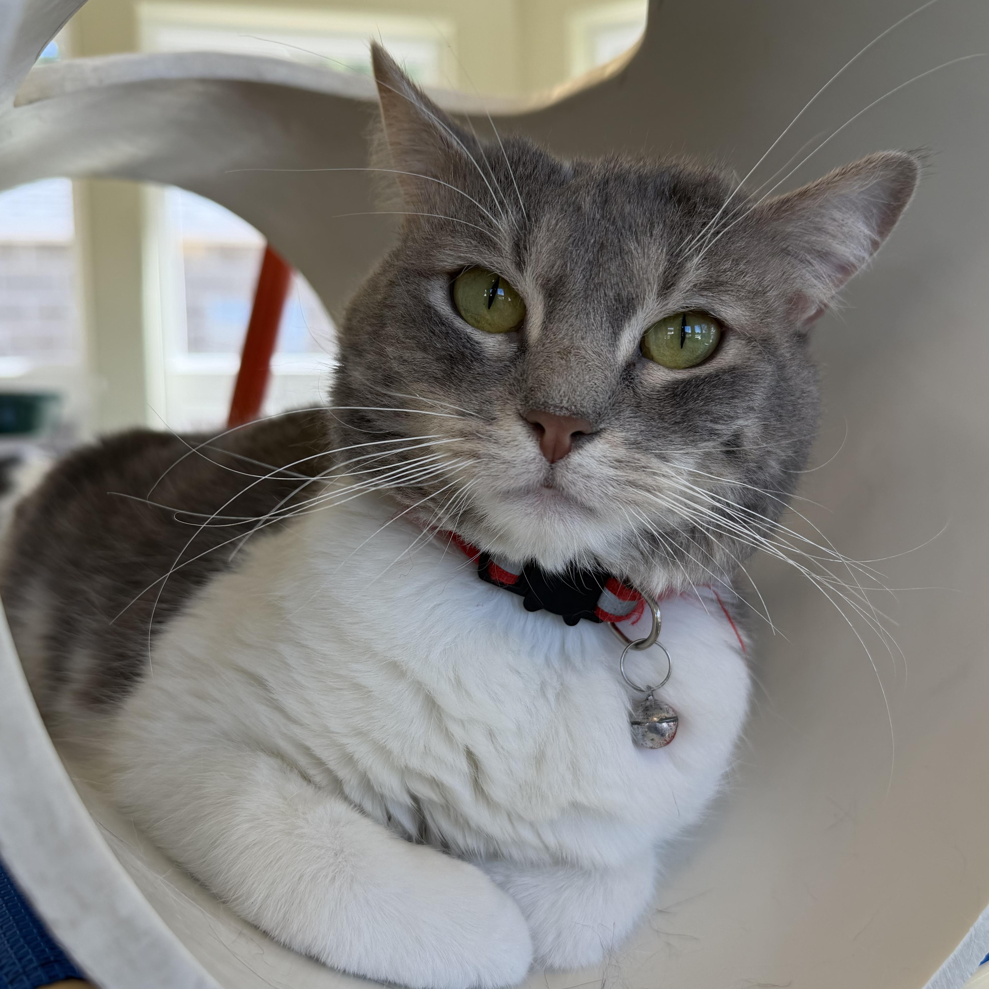 Maxine, Adoptable, Young Female Domestic Short Hair.