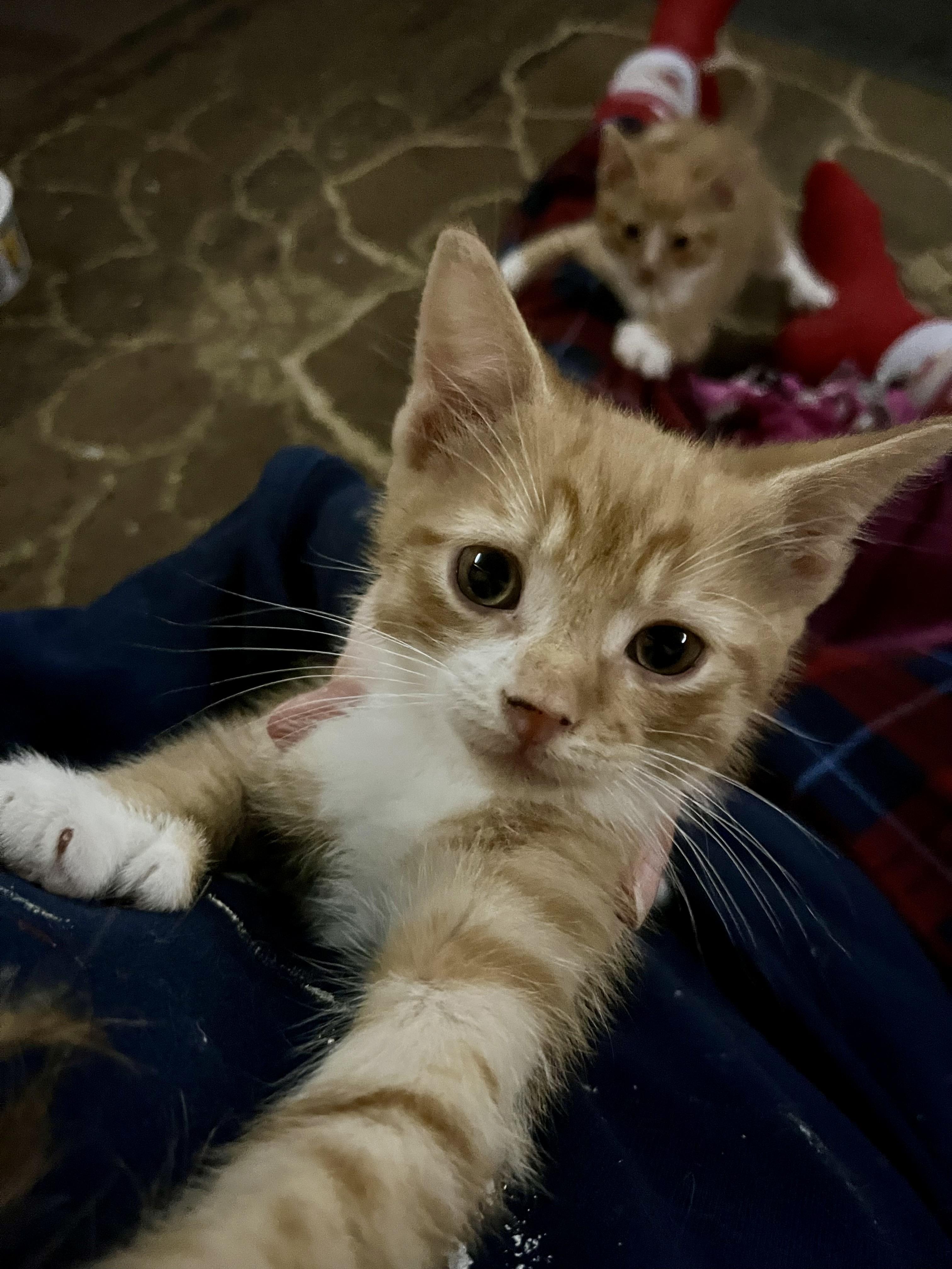 Candy, adopted, Kitten Male Domestic Short Hair.