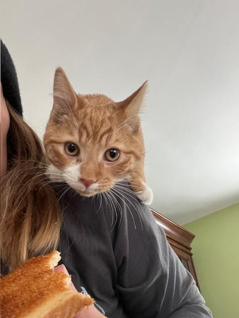 Enlarge Candy, an adopted Domestic Short Hair in Albany, NY image 3/3