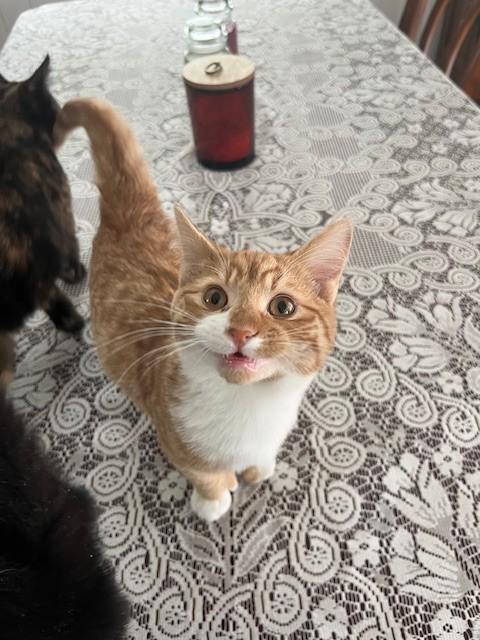 Enlarge Candy, an adopted Domestic Short Hair in Albany, NY image 2/3