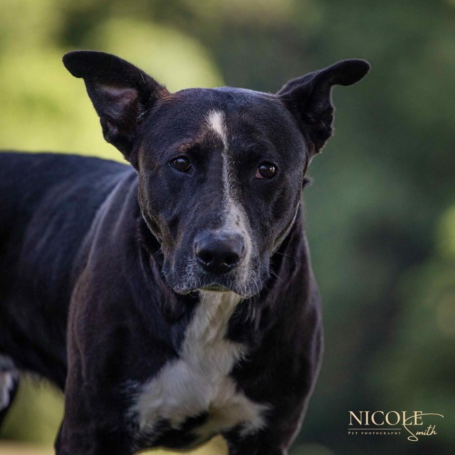 Tucker, Adoptable, Adult Male Mixed Breed.