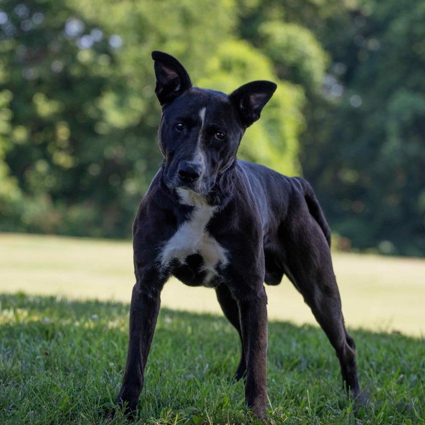 Enlarge Tucker, a Adoptable Mixed Breed in Henderson, KY image 2/2
