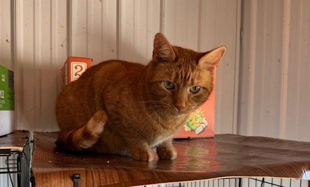 Wally, Adoptable, Young Male Domestic Medium Hair.