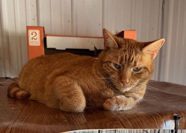 Wally, a Adoptable Domestic Medium Hair in Apollo, PA image 2/3