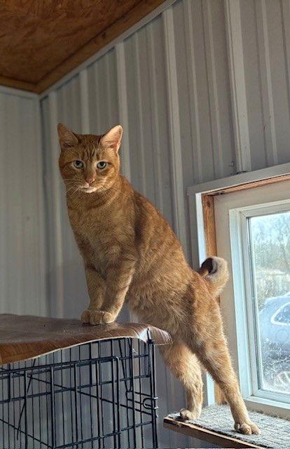 Wally, a Adoptable Domestic Medium Hair in Apollo, PA image 3/3