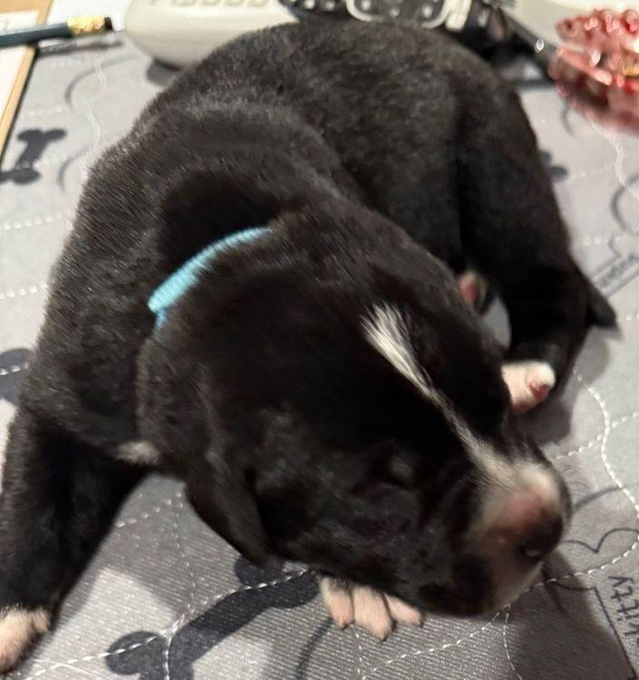 Ozzy, Baby Male unknown