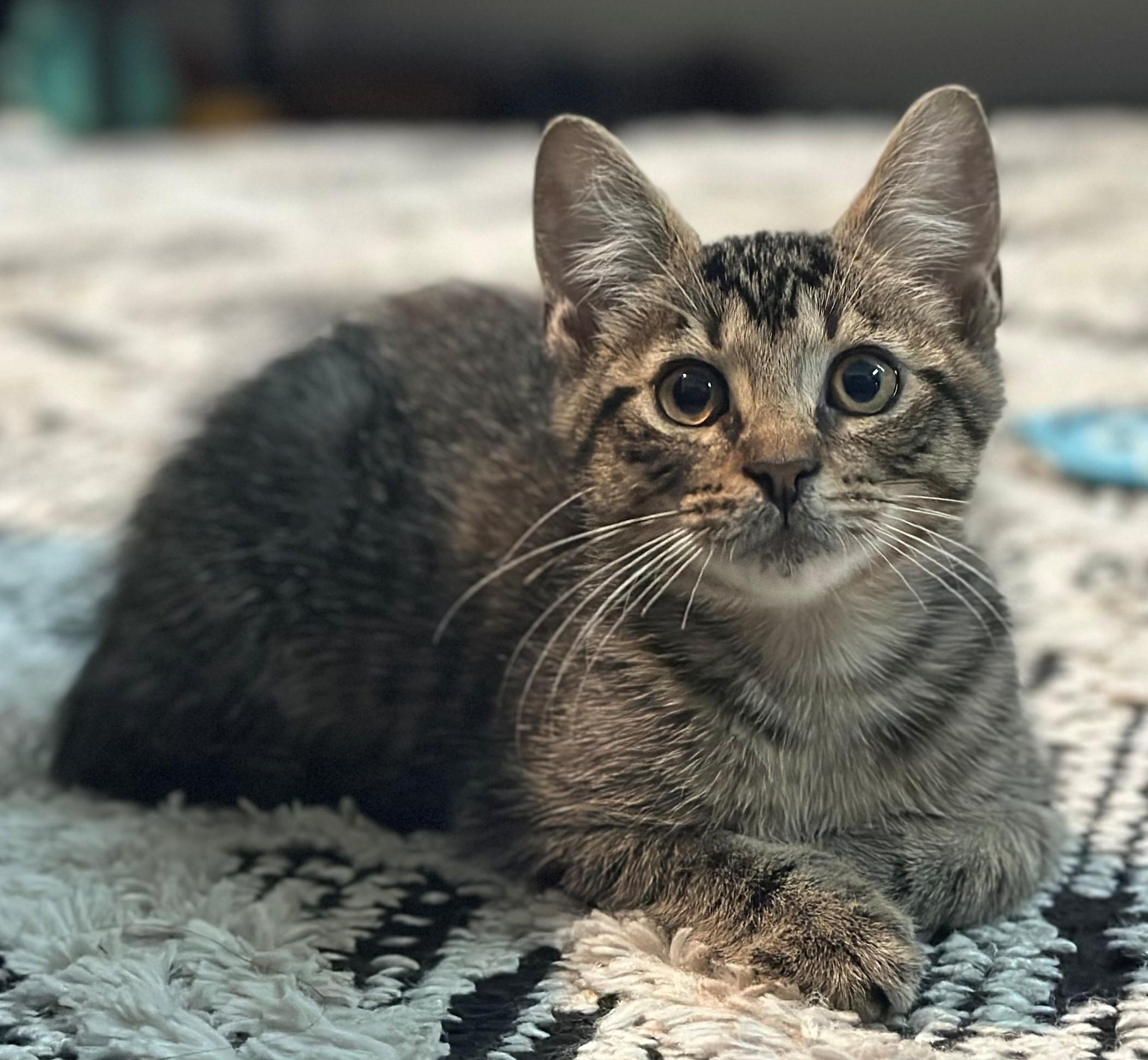 Mo, Baby Male Domestic Short Hair