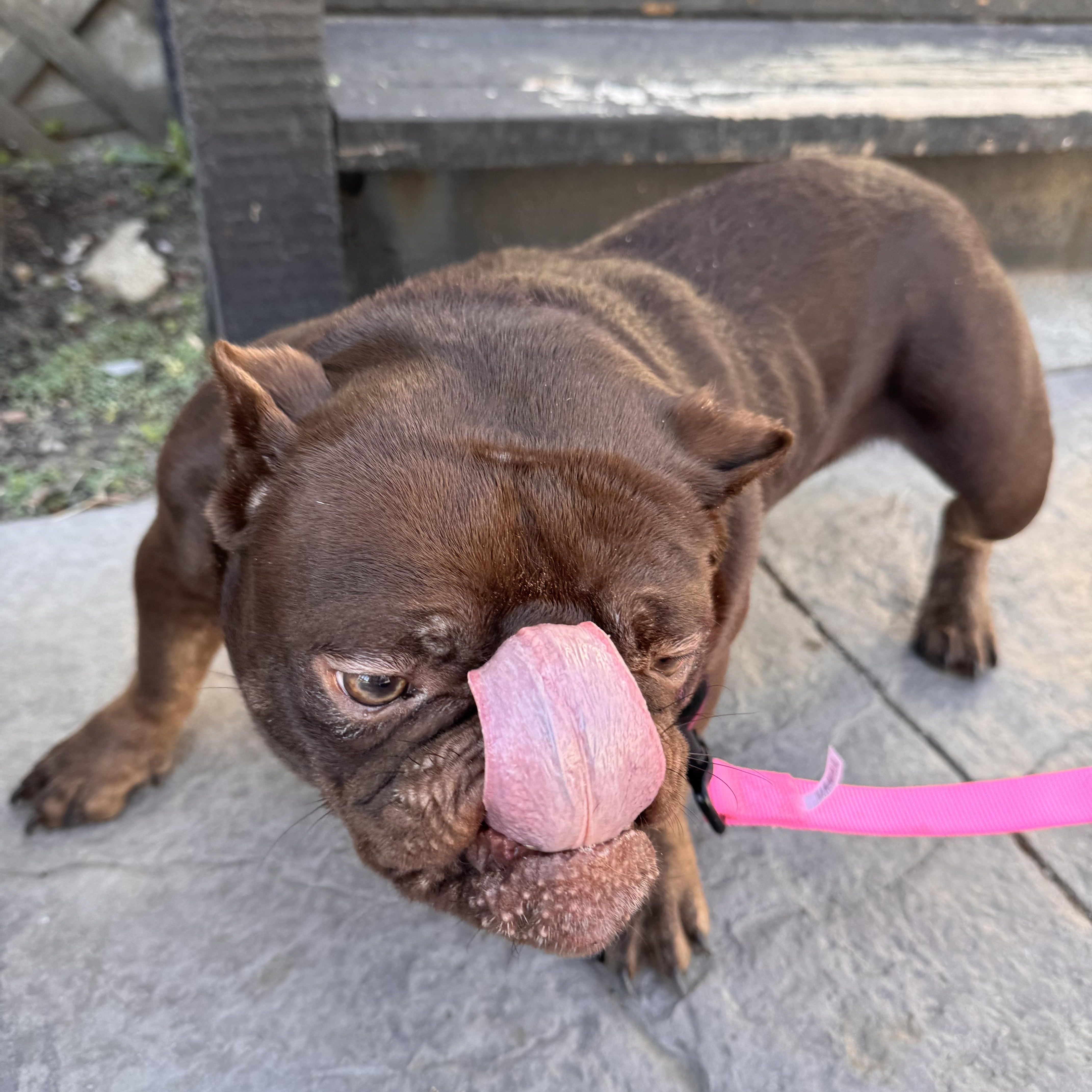 Enlarge Tootsie, a ADOPTABLE mixed breed in Greenwich, NY image 2/3
