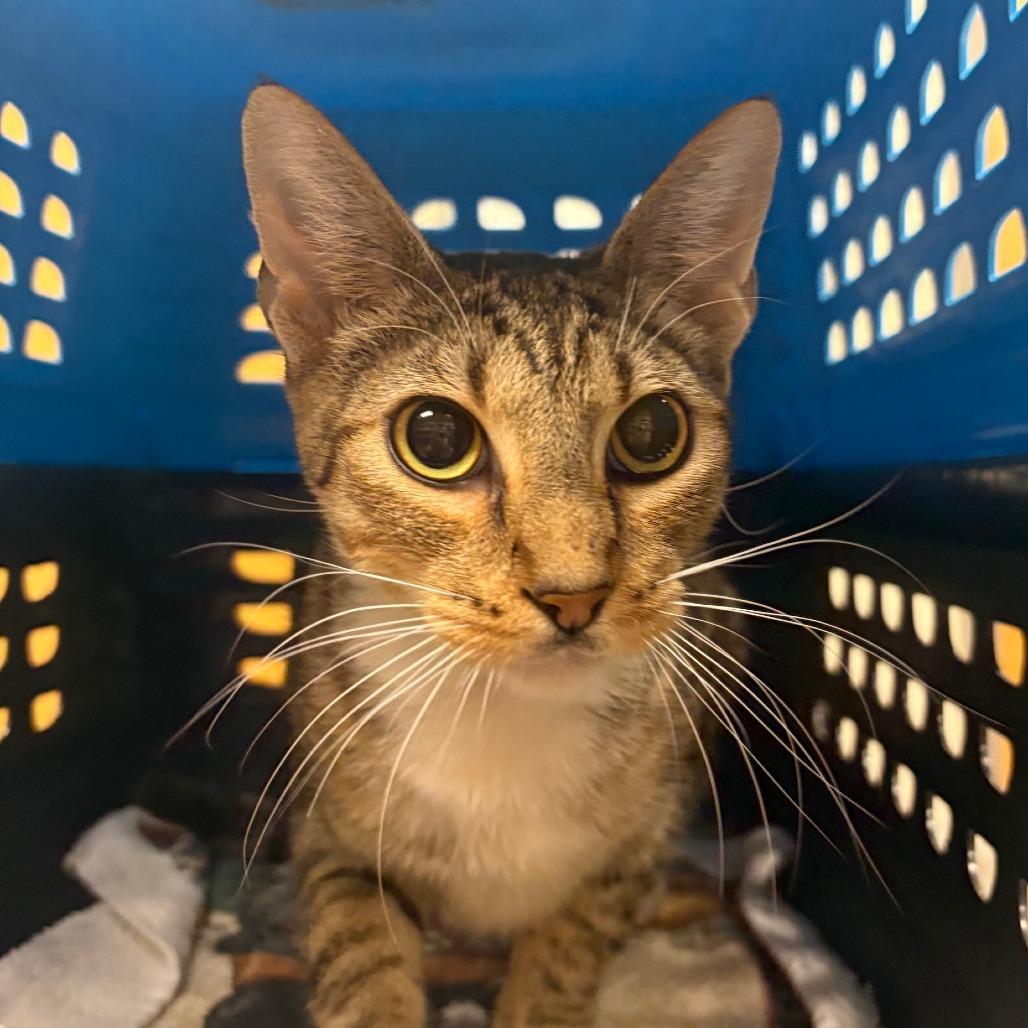 Enlarge Helga - 071803U2, a Adoptable Domestic Short Hair in Tupelo, MS image 2/5