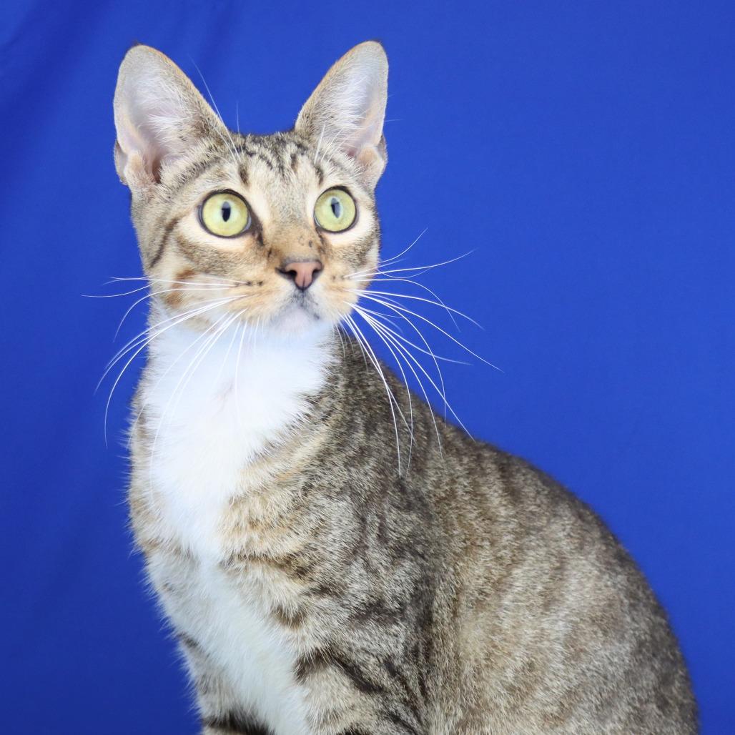 Enlarge Helga - 071803U2, a Adoptable Domestic Short Hair in Tupelo, MS image 3/5