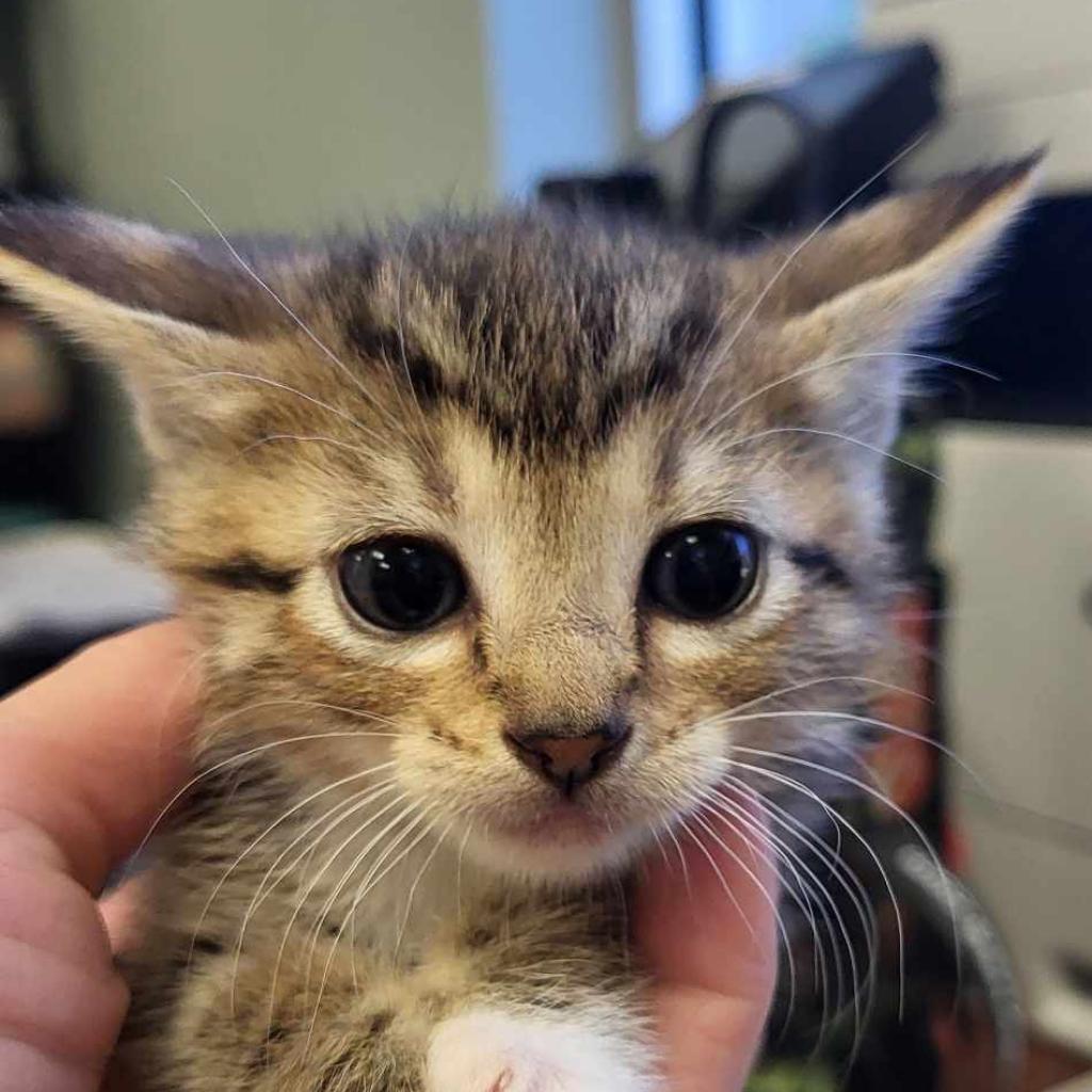 Enlarge Helga - 071803U2, a Adoptable Domestic Short Hair in Tupelo, MS image 5/5