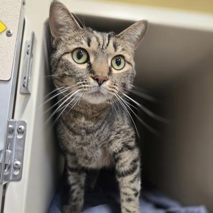Noelle, Adoptable, Adult Female Domestic Short Hair & Domestic Short Hair.