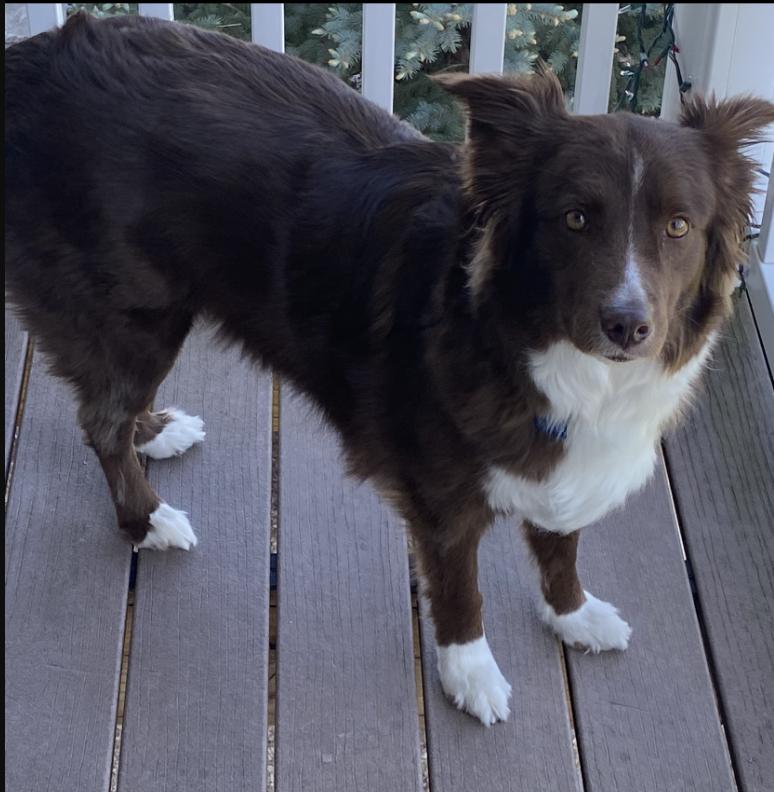 1185 Lady, a Adoptable Australian Shepherd in Des Moines, IA image 2/4