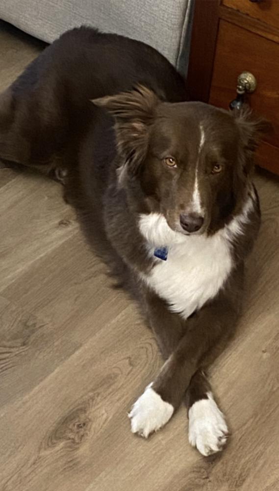 1185 Lady, Adoptable, Adult Female Australian Shepherd.