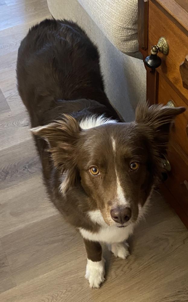 1185 Lady, a Adoptable Australian Shepherd in Des Moines, IA image 3/4