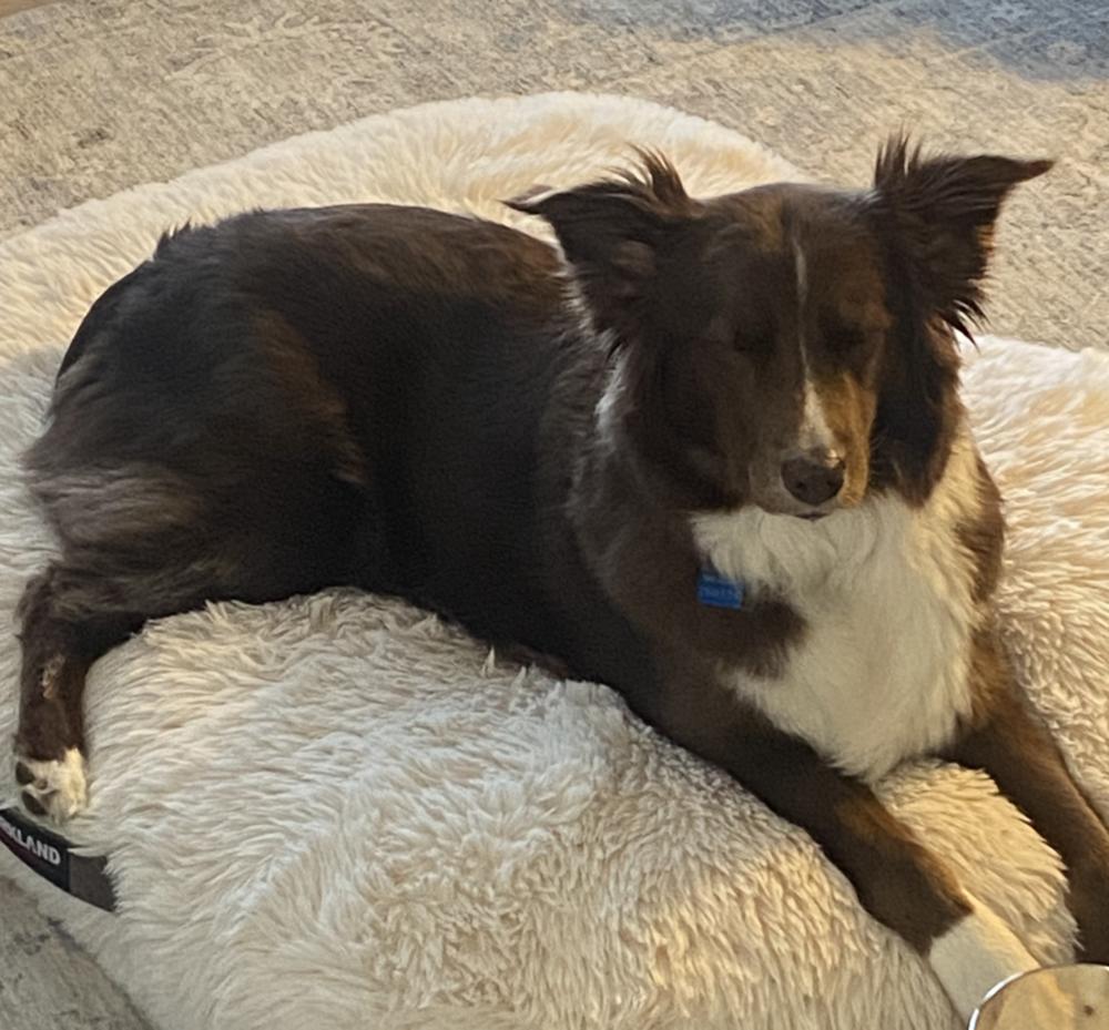1185 Lady, a Adoptable Australian Shepherd in Des Moines, IA image 4/4