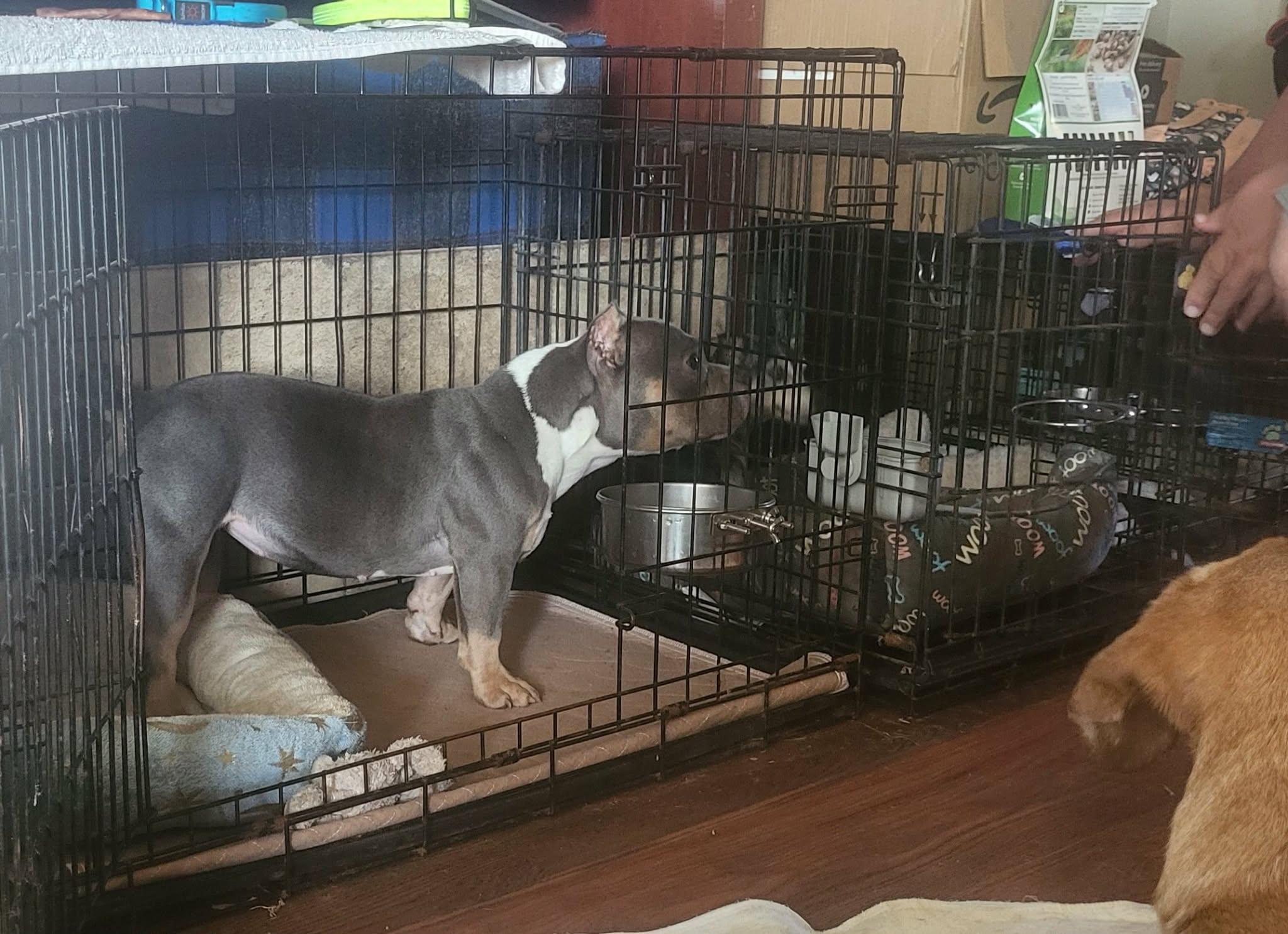 Enlarge Raja Gemini, an adopted mixed breed in Oklahoma City, OK image 5/6