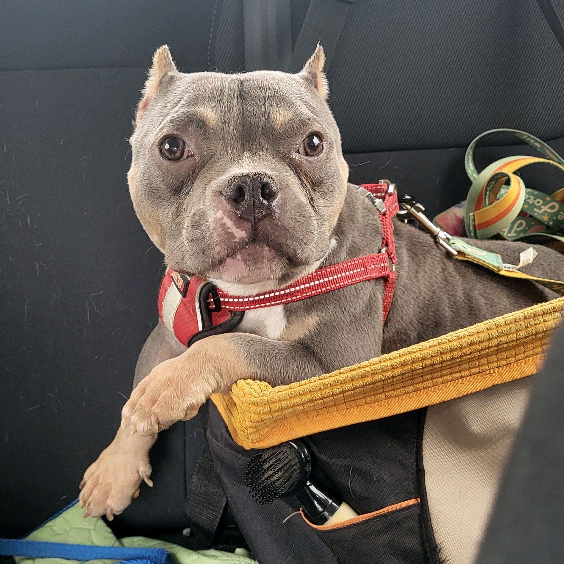 Enlarge Raja Gemini, an adopted mixed breed in Oklahoma City, OK image 1/6