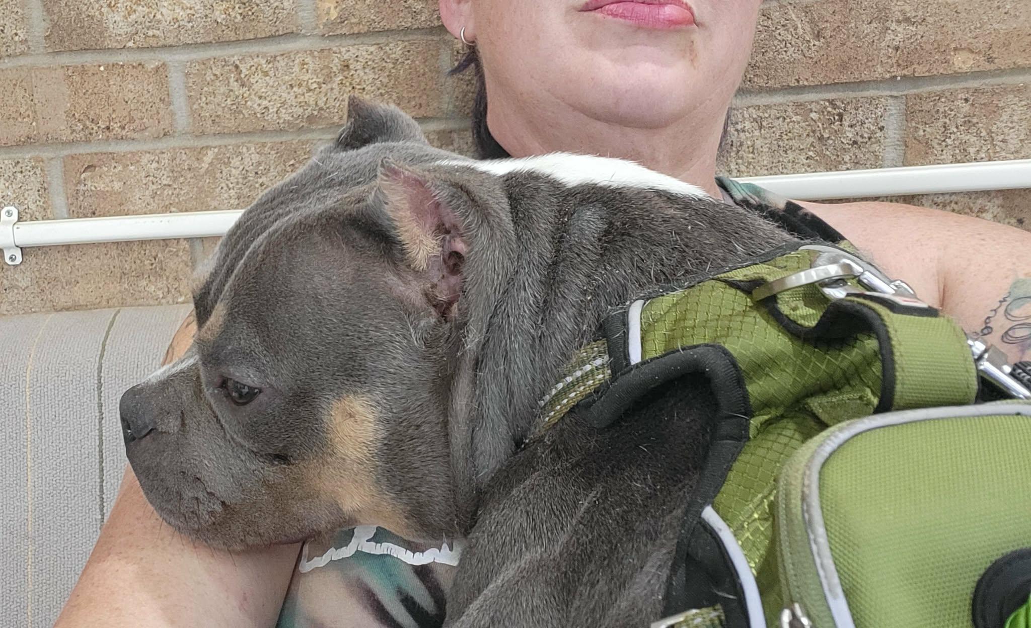 Enlarge Raja Gemini, an adopted mixed breed in Oklahoma City, OK image 6/6