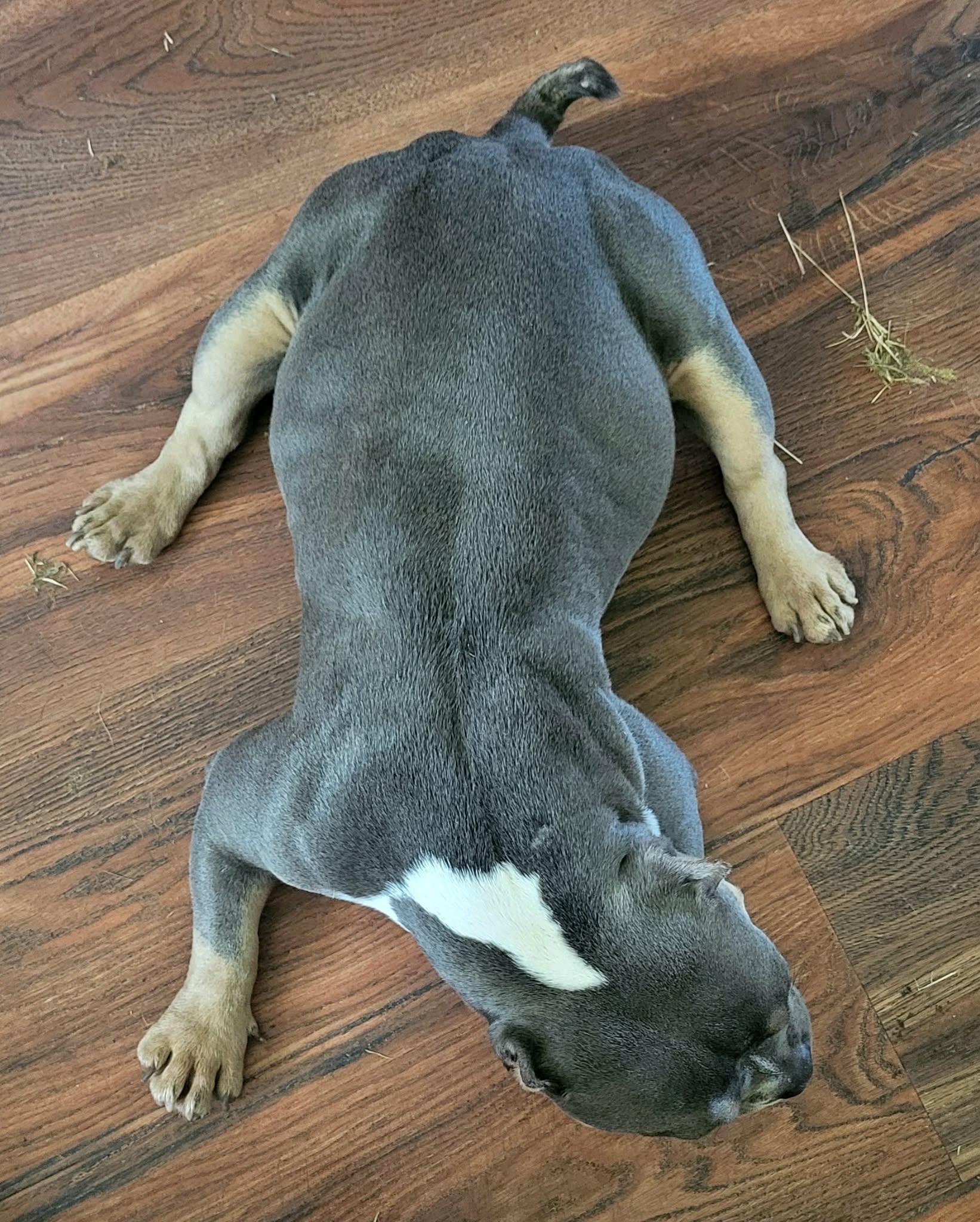 Enlarge Raja Gemini, an adopted mixed breed in Oklahoma City, OK image 2/6