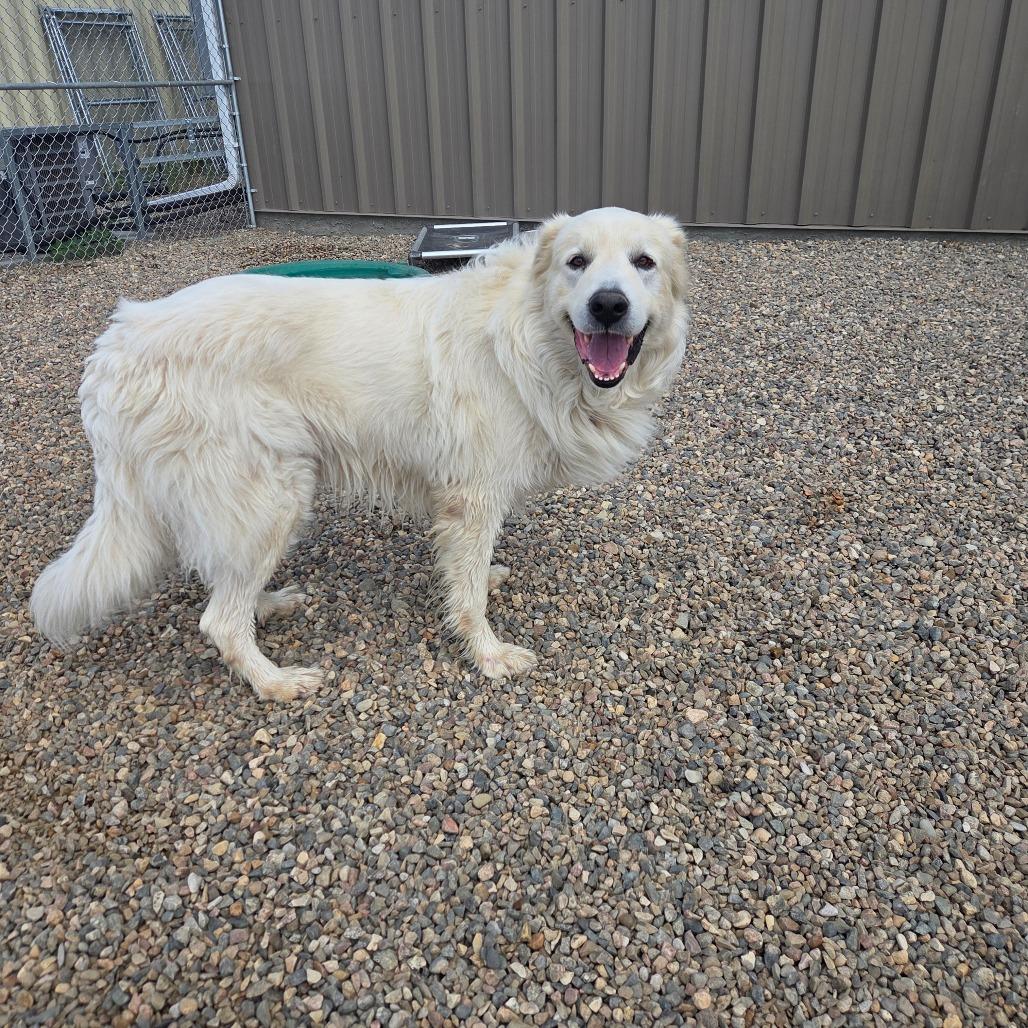 Zorro, Adoptable, Adult Male Great Pyrenees.